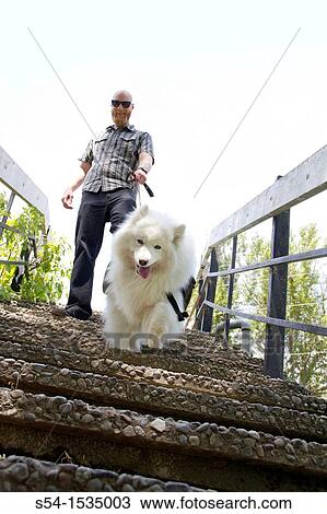 A man, 30-35 years, with his Samoyed dog in Spokane, Washington, USA. View Large Photo Image Stock Image - A man, 30-35 years, with his Samoyed dog in Spokane, Washington, USA.. Fotosearch