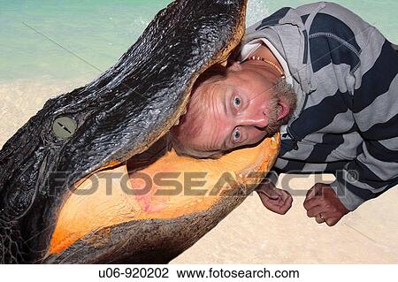 Stock Image - a man being attacked by an alligator in Florida in the USA. The alligator has the man's head in his jaws. Fotosearch