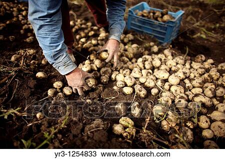 A man harvests potatoes on a farm in Meson Viejo, Mexico State, Mexico View Large Photo Image Stock Image - A man harvests potatoes on a farm in Meson Viejo, Mexico State, Mexico. Fotosearch