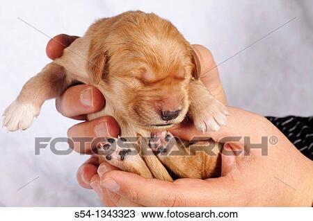 A man holding a one-week-old Golden Retriever puppy View Large Photo Image Stock Image - A man holding a one-week-old Golden Retriever puppy. Fotosearch