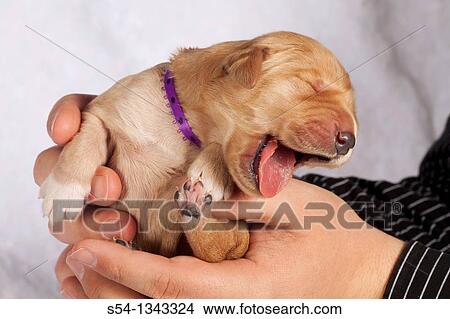 A Man Holding A Yawning One Week Old Golden Retriever Puppy