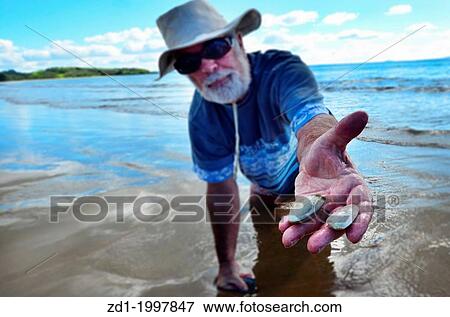 A man picks tuatua shellfish on a sandy beach in Northland New Zealand. View Large Photo Image Stock Photo - A man picks tuatua shellfish on a sandy beach in Northland New Zealand.. Fotosearch