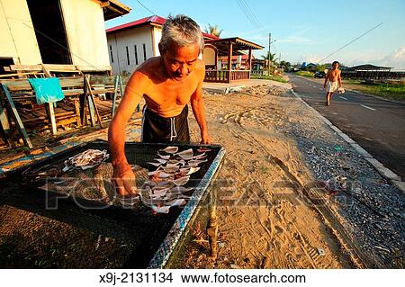 A man places fishes on the fence for sun drying, sarawak, malaysia, borneo View Large Photo Image Picture - A man places fishes on the fence for sun drying, sarawak, malaysia, borneo. Fotosearch