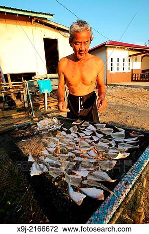 A man places fishes on the fence for sun drying, sarawak, malaysia, borneo View Large Photo Image Stock Image - A man places fishes on the fence for sun drying, sarawak, malaysia, borneo. Fotosearch