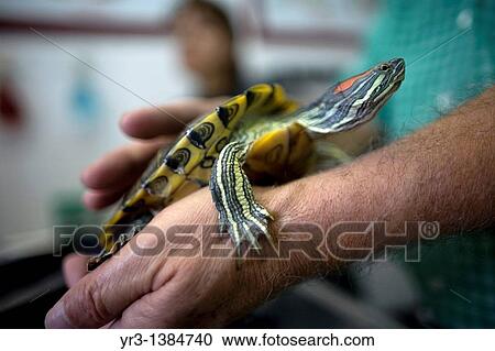 Stock Image - A man plays with his turtle at a Pet Hospital in Condesa, Mexico City, Mexico, February 23, 2011. Fotosearch
