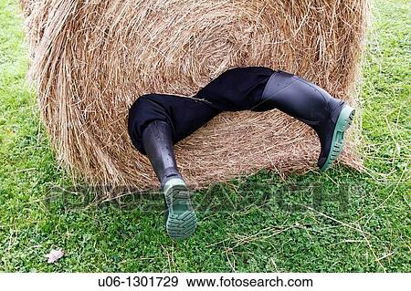A man rolled up in a hay bale with his legs hanging out. View Large Photo Image Stock Photo - A man rolled up in a hay bale with his legs hanging out.. Fotosearch