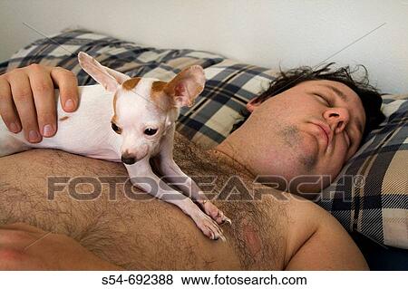 Stock Photo - A man sleeping with a Chihuahua on his chest. Fotosearch