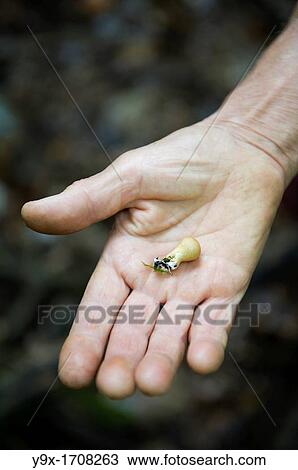 A man's hand holds out a small mushroom found during a mushroom hunt in the hills of Rosendale NY View Large Photo Image Stock Image - A man's hand holds out a small mushroom found during a mushroom hunt in the hills of Rosendale NY. Fotosearch