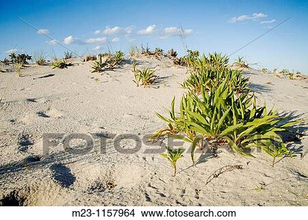 A march of green plants up a hill on the dunes, Long Beach Island, New Jersey, USA. View Large Photo Image Picture - A march of green plants up a hill on the dunes, Long Beach Island, New Jersey, USA.. Fotosearch