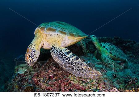 A mating pair of Green Turtle at Sipadan Borneo View Large Photo Image Stock Photo - A mating pair of Green Turtle at Sipadan Borneo. Fotosearch