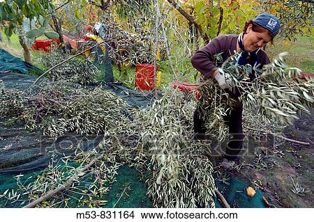 Picture - a mid age woman harvest an olive tree province of benevento campania italy europe. Fotosearch