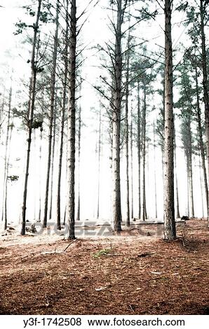 A misty morning in a pine plantation View Large Photo Image Stock Photo - A misty morning in a pine plantation. Fotosearch