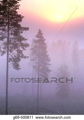 A misty morning with pinetrees (Pinus sylvestris) and sunrise Djupsund. Vasterbotten. Sweden. View Large Photo Image Stock Image - A misty morning with pinetrees (Pinus sylvestris) and sunrise Djupsund. Vasterbotten. Sweden.. Fotosearch