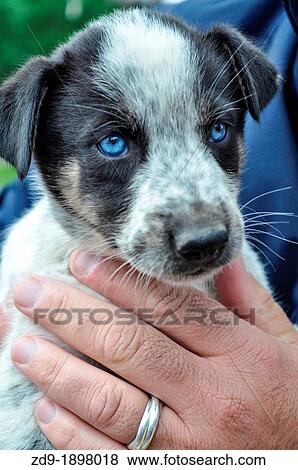 A mixed breed puppy is a prospect for Iditarod training View Large Photo Image Stock Photo - A mixed breed puppy is a prospect for Iditarod training. Fotosearch