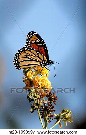 A monarch butterfly alights on a flower, New Jersey, USA. View Large Photo Image Stock Photo - A monarch butterfly alights on a flower, New Jersey, USA.. Fotosearch