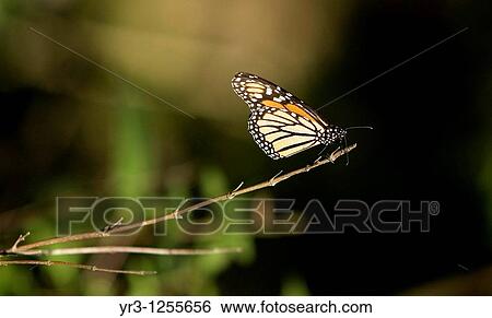 A Monarch butterfly Danaus plexippus perchs on a branch in El Rosario Sanctuary for monarch butterflies near Angangueo village in Mexico, Dec 25, 2007 Every year monarch butterflies fly thousands of miles from Canada to the mountains of central Mexico. View Large Photo Image Stock Photograph - A Monarch butterfly Danaus plexippus perchs on a branch in El Rosario Sanctuary for monarch butterflies near Angangueo village in Mexico, Dec 25, 2007 Every year monarch butterflies fly thousands of miles from Canada to the mountains of central Mexico.. Fotosearch