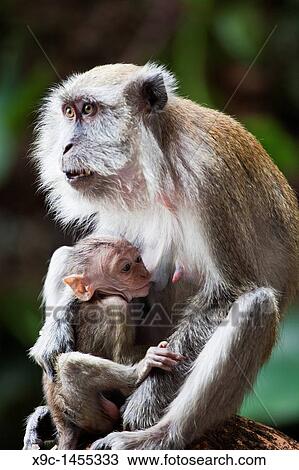 Stock Image - A Monkey and Her Baby Macaca Fascicularis. Fotosearch