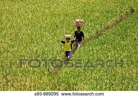 A mother and daughter walking between rice fields with woven baskets being carried on their heads. View Large Photo Image Stock Photography - A mother and daughter walking between rice fields with woven baskets being carried on their heads.. Fotosearch
