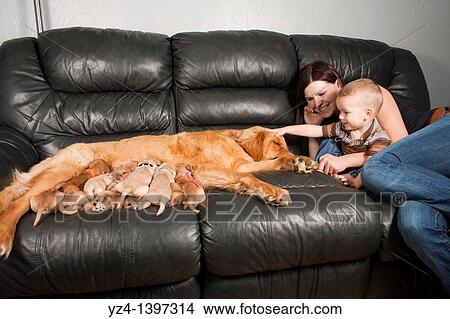 Picture - A mother and toddler sitting with their Golden Retriever female dog and her eleven one-week-old puppies.. Fotosearch