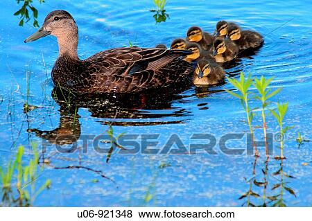 Stock Photo - a mother black duck with a brood of ducklings behind. Fotosearch