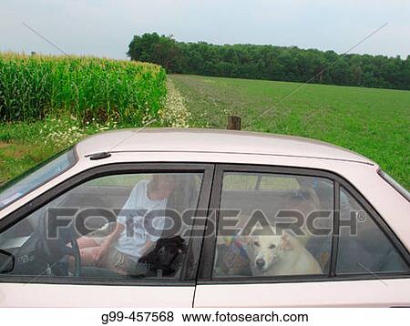 A mother, daughter and family dog stop for a break near a corn field during a family vacation. View Large Photo Image Stock Photo - A mother, daughter and family dog stop for a break near a corn field during a family vacation.. Fotosearch