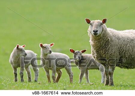 A mother ewe with three lambs, domestic sheep, Ovis aries in a field in North Yorkshire, England View Large Photo Image Picture - A mother ewe with three lambs, domestic sheep, Ovis aries in a field in North Yorkshire, England. Fotosearch