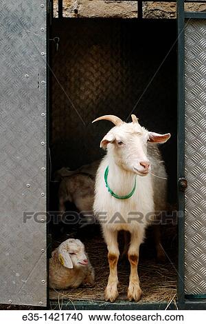 A mother goat and her week old baby View Large Photo Image Stock Image - A mother goat and her week old baby. Fotosearch