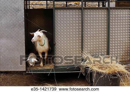 A mother goat and her week old baby. View Large Photo Image Stock Photo - A mother goat and her week old baby.. Fotosearch