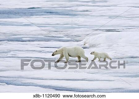 A mother polar bear Ursus maritimus with a single coy cub-of-year on first year ice floes in the Barents Sea off the eastern coast of Belscheeya Island in the Svalbard Archipelago, Norway View Large Photo Image Stock Image - A mother polar bear Ursus maritimus with a single coy cub-of-year on first year ice floes in the Barents Sea off the eastern coast of Belscheeya Island in the Svalbard Archipelago, Norway. Fotosearch