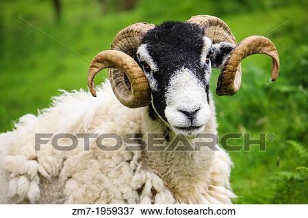 Stock Photo - A moulting Swaledale sheep with large curled horns in the Lake District, Cumbria.. Fotosearch