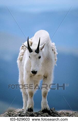 A mountain goat poses atop a rocky outcrop at over 14, 000? on Mt. Evan's summit in Colorado, USA. View Large Photo Image Stock Image - A mountain goat poses atop a rocky outcrop at over 14, 000? on Mt. Evan's summit in Colorado, USA.. Fotosearch
