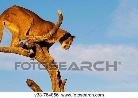 A Mountian Lion in the Rockies prepares to jump out of a tree View Large Photo Image Stock Photograph - A Mountian Lion in the Rockies prepares to jump out of a tree. Fotosearch