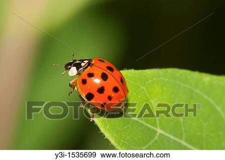 A Multicolored Asian Lady Beetle Harmonia axyridis perched on a leaf, Promised Land State Park, Greentown, Pike County, Pennsylvania, USA View Large Photo Image Stock Photo - A Multicolored Asian Lady Beetle Harmonia axyridis perched on a leaf, Promised Land State Park, Greentown, Pike County, Pennsylvania, USA. Fotosearch