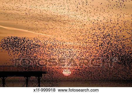 a murmuration of starlings at sunset, Aberystwyth Wales UK View Large Photo Image Stock Photo - a murmuration of starlings at sunset, Aberystwyth Wales UK. Fotosearch
