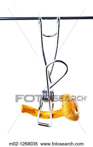 a mushroom transgenic View Large Photo Image Stock Photography - a mushroom transgenic. Fotosearch