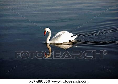 A mute swan cygnus olor on a lake in Northamptonshire, United Kingdom View Large Photo Image Stock Photograph - A mute swan cygnus olor on a lake in Northamptonshire, United Kingdom. Fotosearch