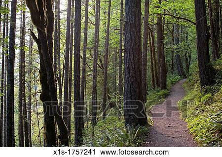 A narrow hiking trail in a dense forest with tall trees View Large Photo Image Stock Image - A narrow hiking trail in a dense forest with tall trees. Fotosearch