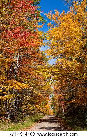 Stock Photo - A narrow road through fall foliage color in the trees in northern Wisconsin, USA. Fotosearch