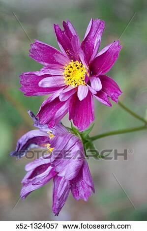 A new dark purple partially curled and doubled Cosmo bloom View Large Photo Image Stock Photo - A new dark purple partially curled and doubled Cosmo bloom. Fotosearch