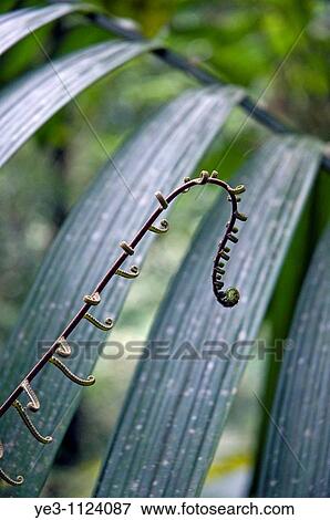 A new fern emerges in the Costa Rican rainforest View Large Photo Image Stock Photo - A new fern emerges in the Costa Rican rainforest. Fotosearch