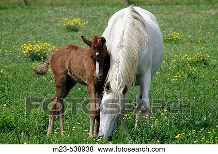 A newly born foal huddles close to its mother View Large Photo Image Stock Photo - A newly born foal huddles close to its mother. Fotosearch