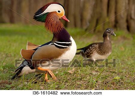 A pair of Mandarin ducks View Large Photo Image Stock Image - A pair of Mandarin ducks. Fotosearch