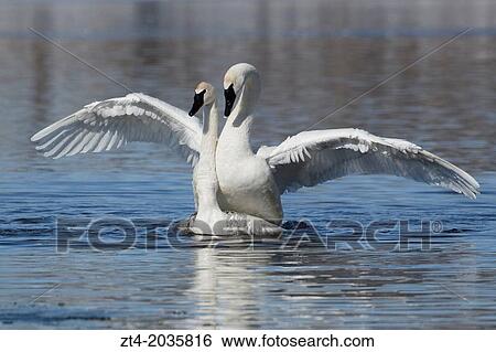 Stock Photograph - A pair of mating Trumpeter Swans (Cygnus buccinator).. Fotosearch