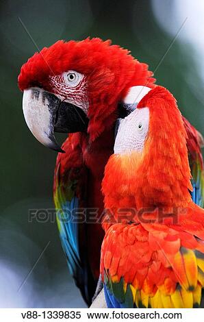 A pair of Red-and-green Macaws aka Green-winged Macaws (Ara chloropterus) grooming, Jurong Bird Park, Singapore View Large Photo Image Stock Photography - A pair of Red-and-green Macaws aka Green-winged Macaws (Ara chloropterus) grooming, Jurong Bird Park, Singapore. Fotosearch