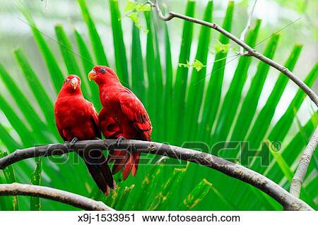A pair of Red Macaws aka Ara chloropterus grooming View Large Photo Image Stock Image - A pair of Red Macaws aka Ara chloropterus grooming. Fotosearch