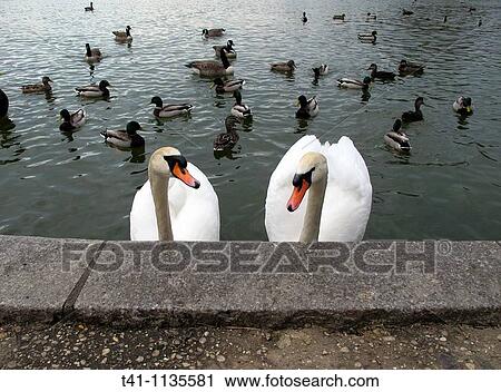 Stock Image - A pair of swans in a lake in Brooklyn, NY. Fotosearch