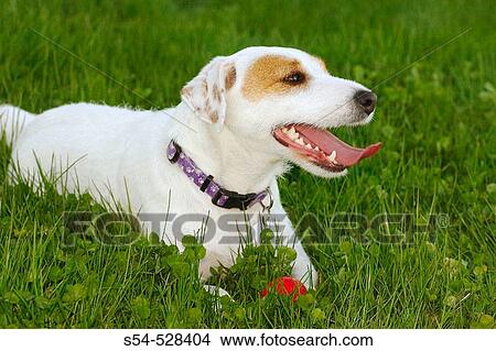 A Parsons Terrier, formerly called a Jack Russell Terrier, resting in the grass. View Large Photo Image Picture - A Parsons Terrier, formerly called a Jack Russell Terrier, resting in the grass.. Fotosearch