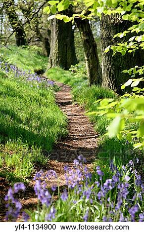 A path through an English Bluebell wood in early spring with new growth on the Beech trees View Large Photo Image Stock Image - A path through an English Bluebell wood in early spring with new growth on the Beech trees. Fotosearch