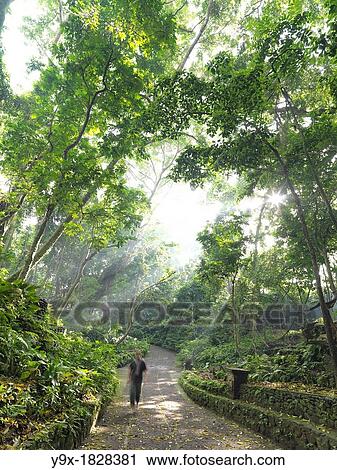 A pathway through lush vegetation in Indonesia View Large Photo Image Stock Image - A pathway through lush vegetation in Indonesia. Fotosearch