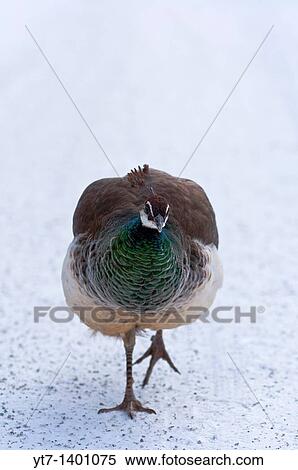 A Peahen out for a walk in the snow View Large Photo Image Stock Photography - A Peahen out for a walk in the snow. Fotosearch